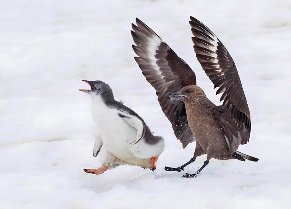 اخبار جالب,خبرهای جالب,خواندنی ها و دیدنی ها,دفاع شجاعانه جوجه پنگوئن در مقابل دشمن