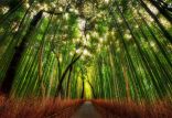 جنگل زیبای بامبو,اخبار جالب,خبرهای جالب,خواندنی ها و دیدنی ها