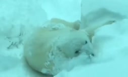 برف بازی شورانگیز حیوانات در باغ وحش اورگن