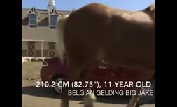  بلندترین اسب جهان 