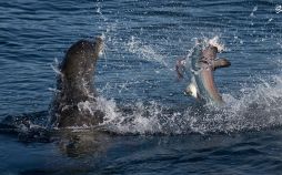 تصاویر شکار کوسه توسط شیر دریایی, عکس شکار کوسه, تصویر شیر دریایی شکارچی