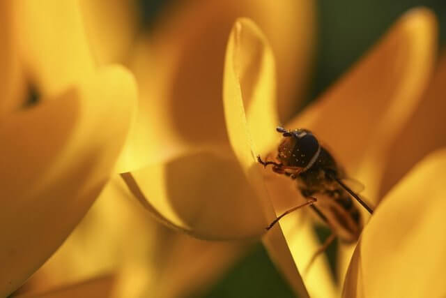 اخبار علمی,خبرهای علمی,طبیعت و محیط زیست,حشره 100 میلیون ساله