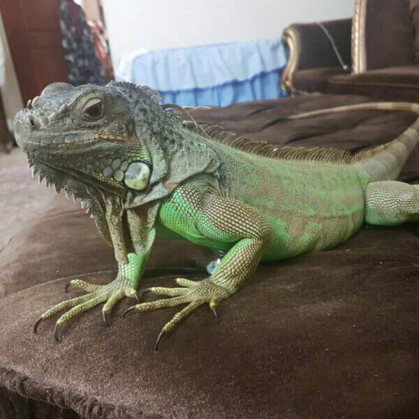 اخبار جالب,خبرهای جالب,خواندنی ها و دیدنی ها,خرید و فروش های عجیب و غریب در فضای مجازی