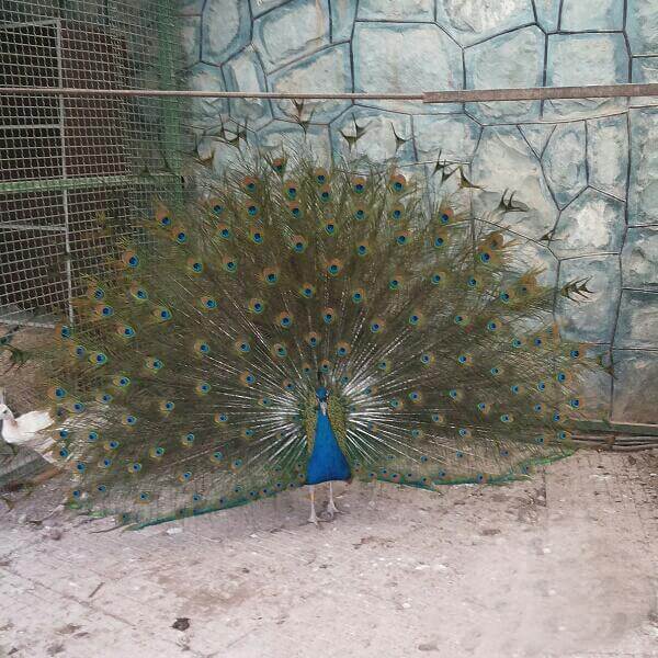 اخبار جالب,خبرهای جالب,خواندنی ها و دیدنی ها,خرید و فروش های عجیب و غریب در فضای مجازی