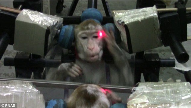 اخبار علمی,خبرهای علمی,طبیعت و محیط زیست,آموزش میمونها