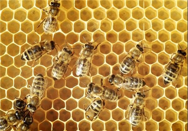 اخبار علمی,خبرهای علمی,طبیعت و محیط زیست,زنبور عسل