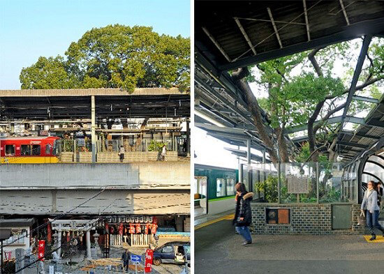 اخبار جالب,خبرهای جالب,خواندنی ها و دیدنی ها,ساخت ایستگاه قطار در اطراف درخت 700 ساله ژاپنی
