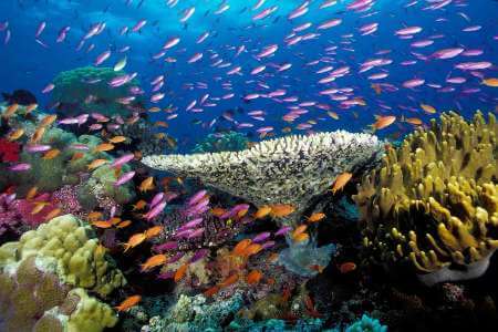 اخبار علمی,خبرهای علمی,طبیعت و محیط زیست,مرگ مرجانها
