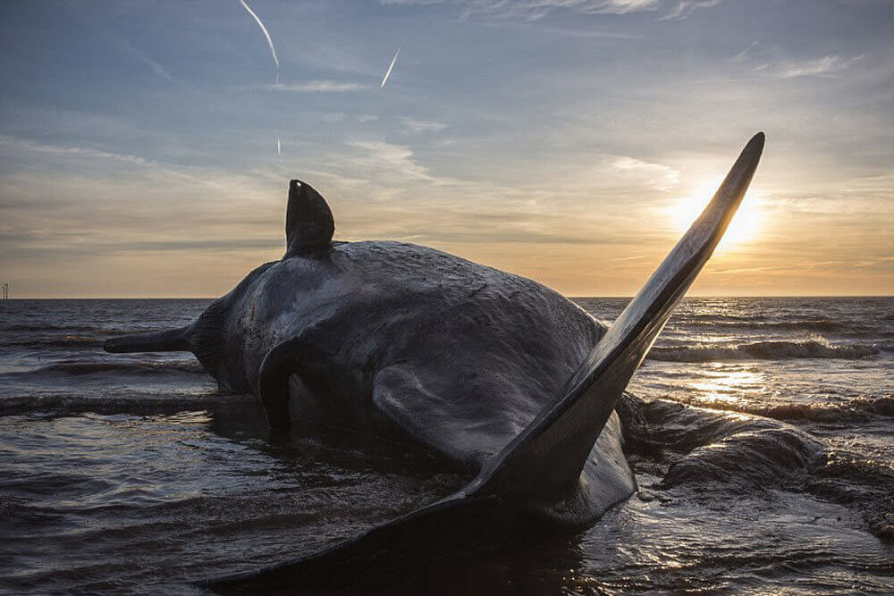اخبار علمی,خبرهای علمی,طبیعت و محیط زیست,خودکشی نهنگ ها