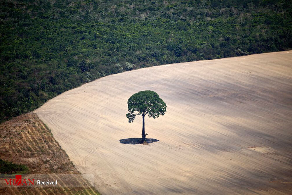 عکسهای جنگلهای آمازون, تصاویر تخریب جنگل آمازون, تصویر جنگل آمازون در برزیل