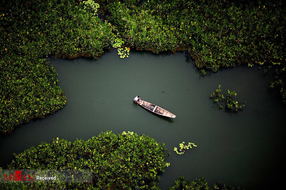 عکسهای جنگلهای آمازون, تصاویر تخریب جنگل آمازون, تصویر جنگل آمازون در برزیل