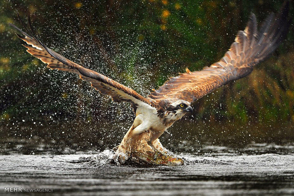 تصاویر شکار ماهی توسط عقاب‎,عکس های شکار ماهی توسط عقاب‎,شکار ماهی توسط عقاب‎