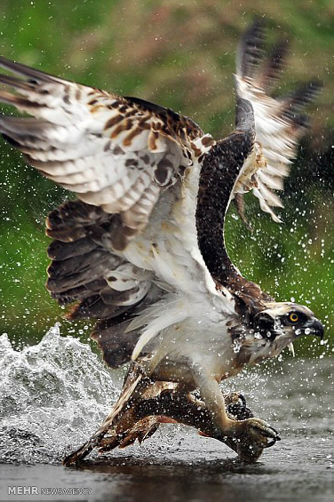 تصاویر شکار ماهی توسط عقاب‎,عکس های شکار ماهی توسط عقاب‎,شکار ماهی توسط عقاب‎