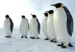 اخبار علمی,خبرهای علمی,اختراعات و پژوهش,پنگوئن