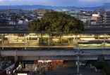 اخبار جالب,خبرهای جالب,خواندنی ها و دیدنی ها,ساخت ایستگاه قطار در اطراف درخت 700 ساله ژاپنی
