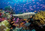 اخبار علمی,خبرهای علمی,طبیعت و محیط زیست,مرگ مرجانها