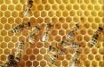 اخبار علمی,خبرهای علمی,طبیعت و محیط زیست,زنبور عسل