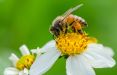 اخبار علمی,خبرهای علمی,طبیعت و محیط زیست,زنبورهای رباتیک