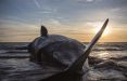 اخبار علمی,خبرهای علمی,طبیعت و محیط زیست,خودکشی نهنگ ها