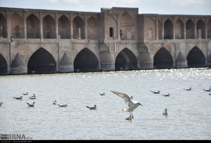 تصاویر بازگشت پرندگان مهاجر به زاینده رود, عکس های پرندگان مهاجر در اصفهان, عکس های بازگشت پرندگان مهاجر به زاینده رود