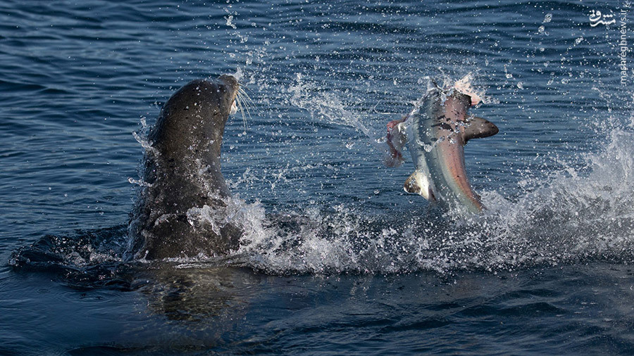 تصاویر شکار کوسه توسط شیر دریایی, عکس شکار کوسه, تصویر شیر دریایی شکارچی