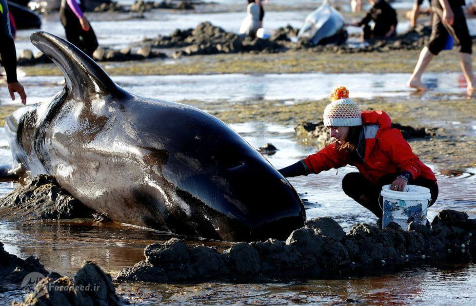 تصاویر خودکشی جمعی نهنگ ها, عکس های خودکشی نهنگ ها, تصاویر به گل نشستن ,وال ها