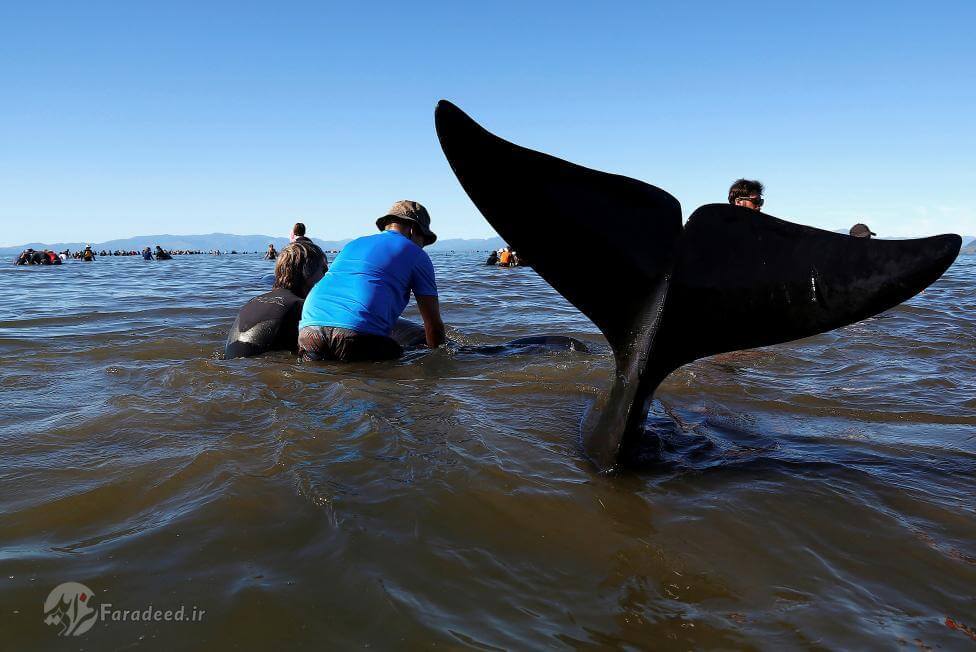 تصاویر خودکشی جمعی نهنگ ها, عکس های خودکشی نهنگ ها, تصاویر به گل نشستن ,وال ها