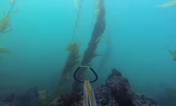 ویدئویی جالب از شنا کردن با شیرهای دریایی