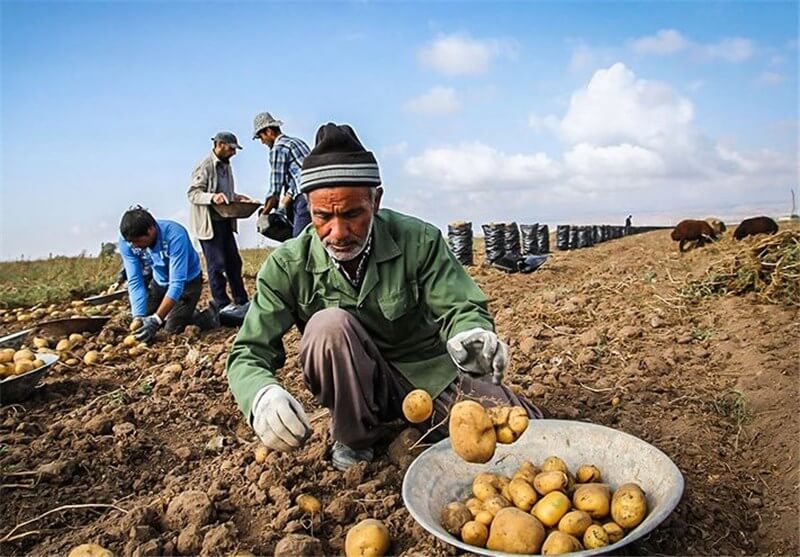 اخبار اقتصادی,خبرهای اقتصادی,کشت و دام و صنعت,وزارت جهاد کشاورزی