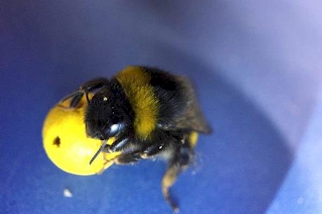 اخبار علمی,خبرهای علمی,طبیعت و محیط زیست,آموزش مسابقه فوتبال به زنبورهای عسل