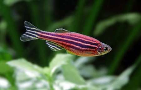 چشم ماهی،تازه های پزشکی،خبرهای پزشکی،اخبار پزشکی اخبار پزشکی,خبرهای پزشکی,تازه های پزشکی,چشم ماهی