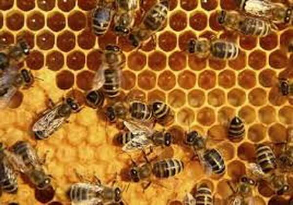 اخبار علمی,خبرهای علمی,طبیعت و محیط زیست,کلونی زنبور عسل