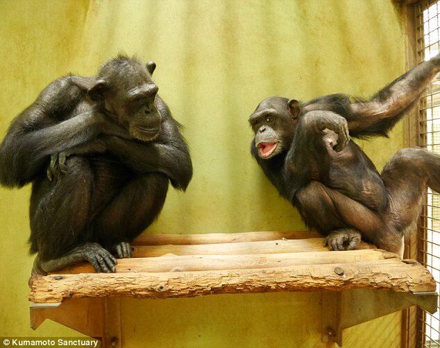 اخبار علمی,خبرهای علمی,طبیعت و محیط زیست,شامپانزه 24 ساله