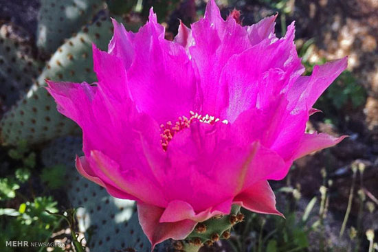 عکس های بیابان آنزا بورگو در جنوب کالیفرنیا, تصاویر بیابان آنزا بورگو در جنوب کالیفرنیا, عکس های رویش گل های رنگارنگ در کالیفرنیا