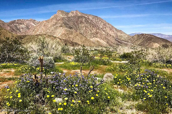عکس های بیابان آنزا بورگو در جنوب کالیفرنیا, تصاویر بیابان آنزا بورگو در جنوب کالیفرنیا, عکس های رویش گل های رنگارنگ در کالیفرنیا