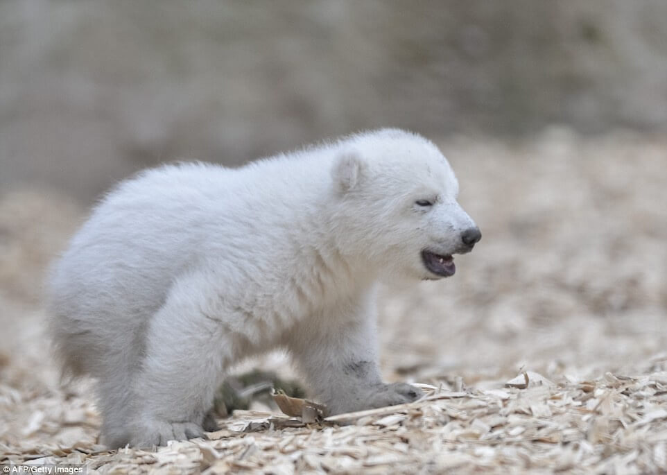 تصاویر توله خرس, تصویر باغ وحش هلابرون آلمان, عکس حرکات جالب خرس قطبی