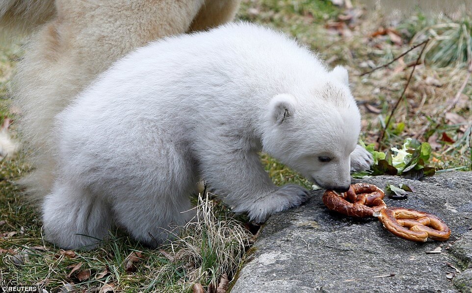 تصاویر توله خرس, تصویر باغ وحش هلابرون آلمان, عکس حرکات جالب خرس قطبی
