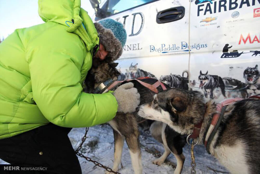 تصاویر مسابقه سگ های سورتمه در آلاسکا,عکس مسابقات سگ های سورتمه در آلاسکا,عکس های مسابقه سگ های سورتمه