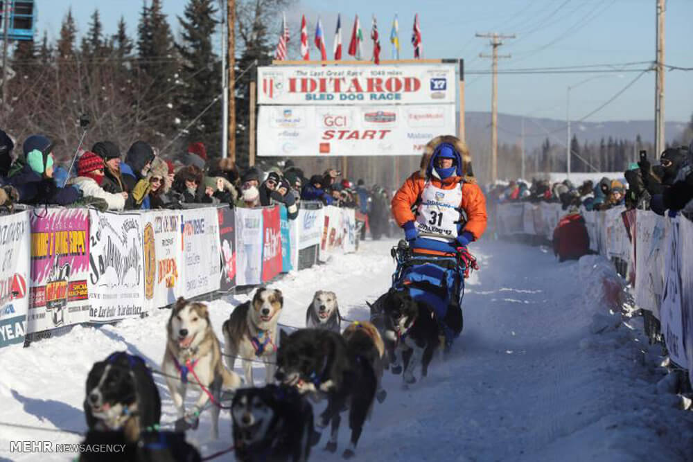 تصاویر مسابقه سگ های سورتمه در آلاسکا,عکس مسابقات سگ های سورتمه در آلاسکا,عکس های مسابقه سگ های سورتمه