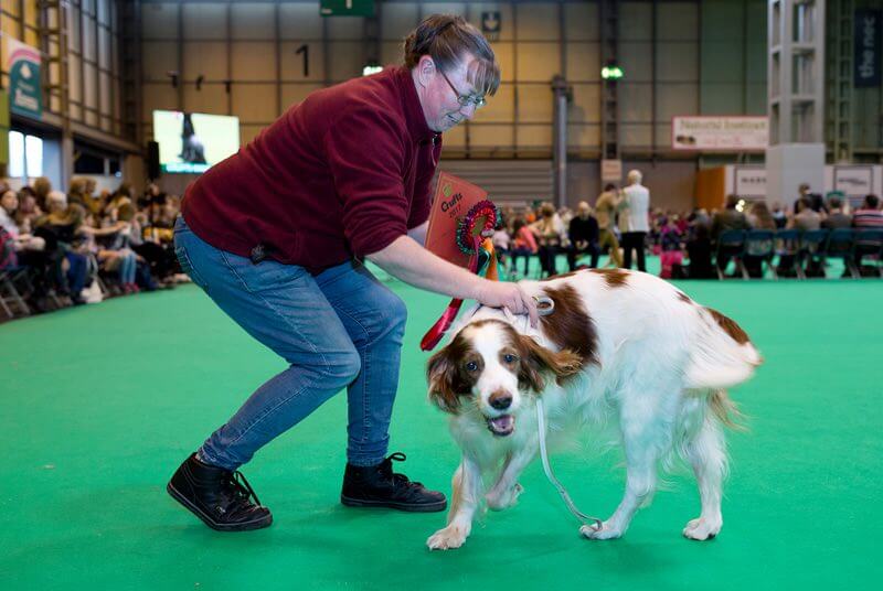 تصاویر رقابت جهانی سگ ها,عکس مسابقه سگ ها,عکس های مسابقه سگ ها دربیرمنگام