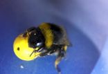 اخبار علمی,خبرهای علمی,طبیعت و محیط زیست,آموزش مسابقه فوتبال به زنبورهای عسل