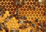 اخبار علمی,خبرهای علمی,طبیعت و محیط زیست,کلونی زنبور عسل
