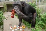 اخبار علمی,خبرهای علمی,طبیعت و محیط زیست,شامپانزه 24 ساله