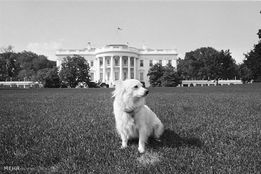 عکس های سگ های روسای جمهور آمریکا,تصاویر علاقه روسای جمهور آمریکا به سگ,عکس حیوانات خانگی روسای جمهور آمریکا