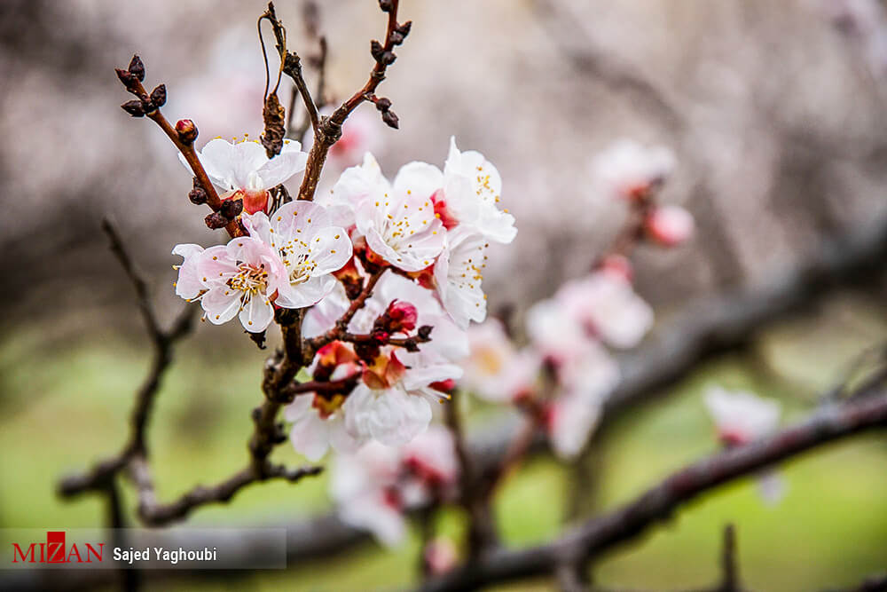 تصاویر شکوفه های بهاری, تصویر بهار اردبیل, عکس تولد بهار طبیعت