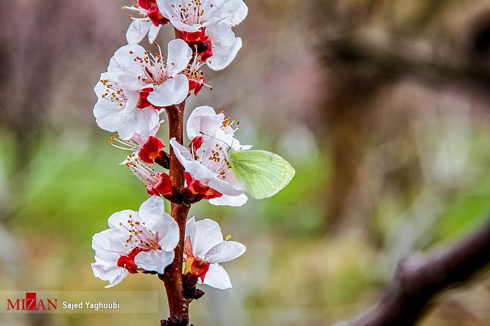 تصاویر شکوفه های بهاری, تصویر بهار اردبیل, عکس تولد بهار طبیعت