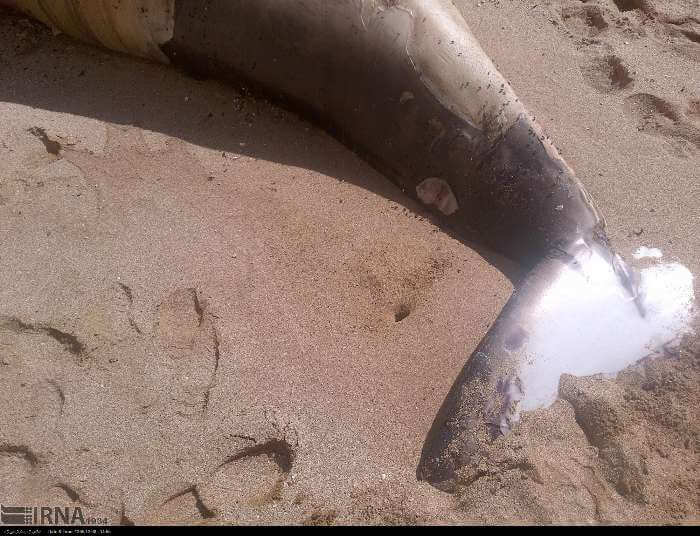 تصاویر نهنگ به گل نشسته, تصویر نهنگ گوژپشت, عکس نهنگ در منطقه مکران