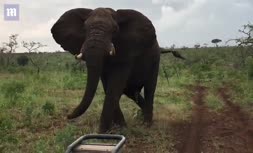 حمله فیل وحشی به گردشگران سافاری +فیلم