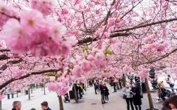 عکس های شکوفه‌های درخت گیلاس در سراسر دنیا,تصاویر شکوفه‌های درخت گیلاس در سراسر دنیا,عکس های زیبای شکوفه های گیلاس