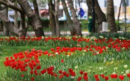 تصاویر جشنواره گل مشهد,عکسهای جشنواره گل,تصاویرجشنواره گل‌های پیازی